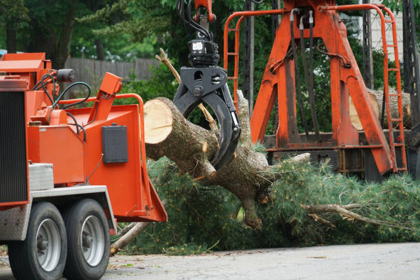 Trusted Raynham Center, MA Tree Removal Experts